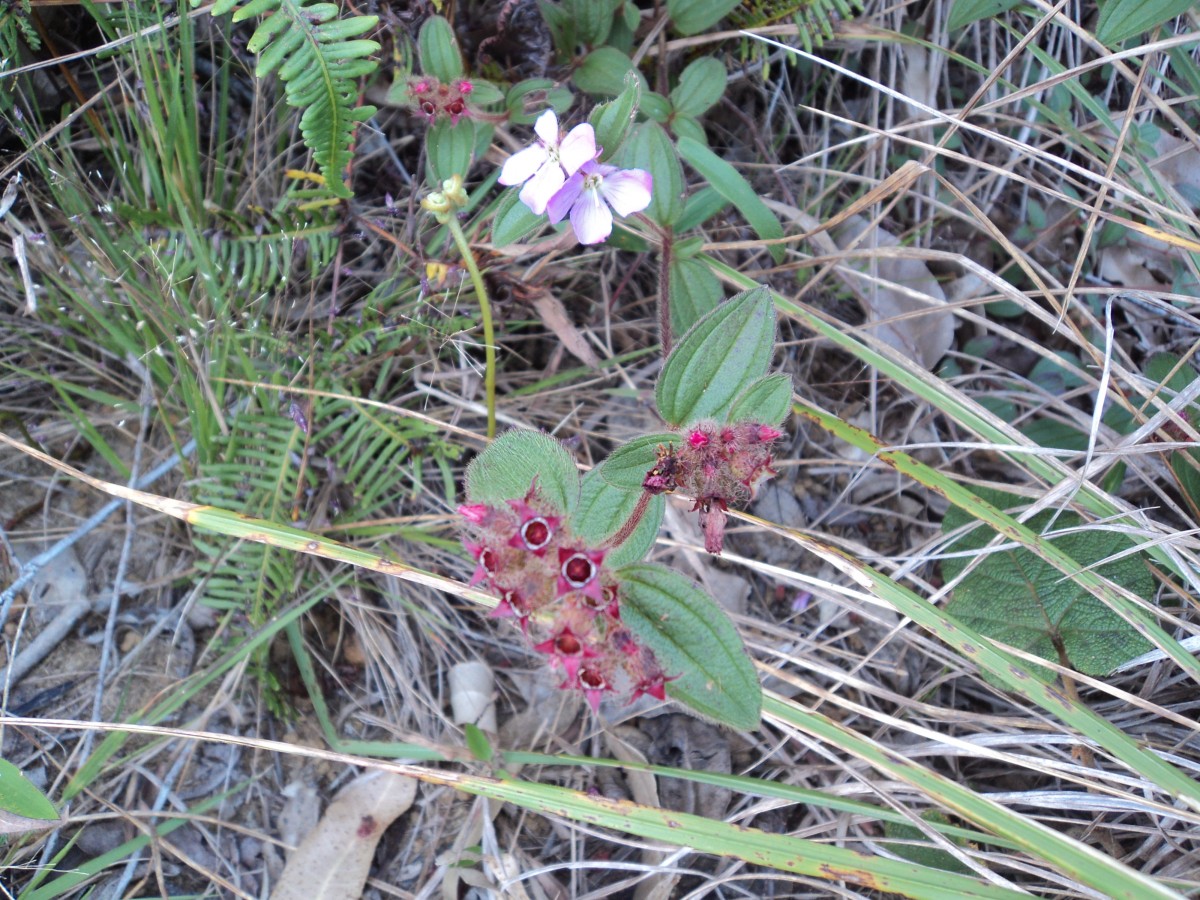 Osbeckia parvifolia Arn.